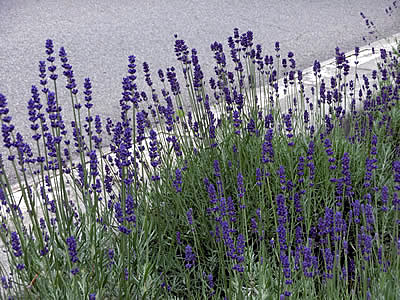 7月4日定例ウォーキング