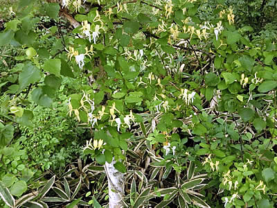 7月4日定例ウォーキング