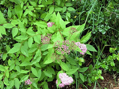 7月4日定例ウォーキング