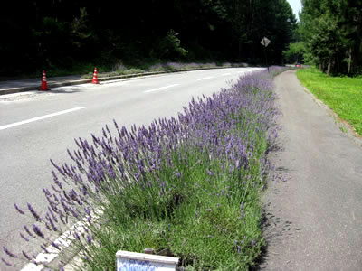 8月1日定例ウォーキング