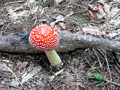 9月5日定例ウォーキング