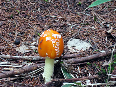 9月5日定例ウォーキング