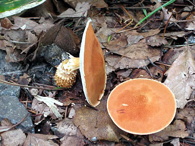 9月5日定例ウォーキング