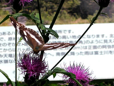 9月5日定例ウォーキング