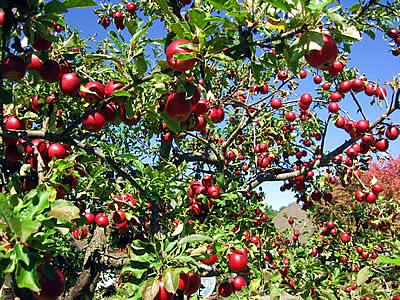 10月3日定例ウォーキング