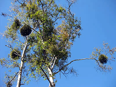 10月3日定例ウォーキング