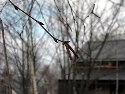 3月5日定例ウォーキング