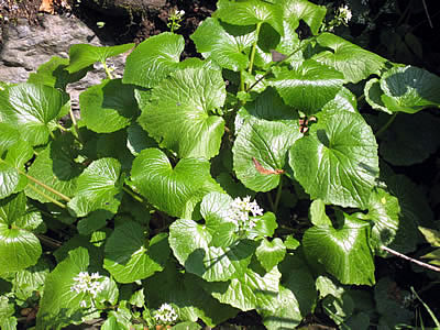 5月7日定例ウォーキング