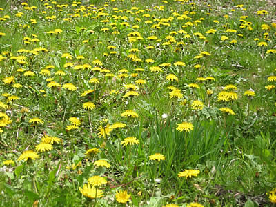 5月7日定例ウォーキング