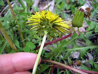 5月7日定例ウォーキング
