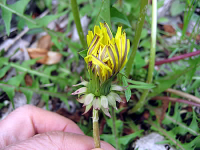 5月7日定例ウォーキング