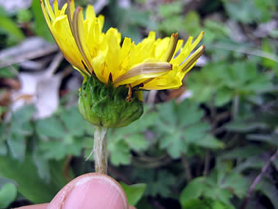 5月7日定例ウォーキング