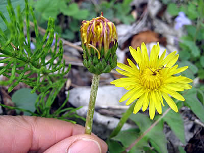 5月7日定例ウォーキング