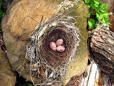 6月4日定例ウォーキング