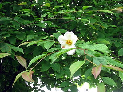 7月2日定例ウォーキング