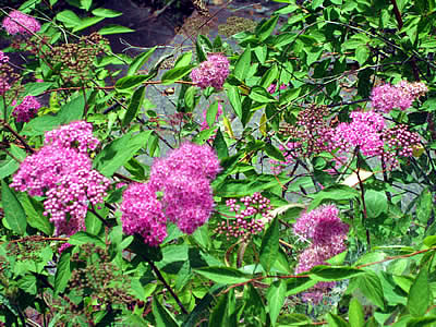 7月2日定例ウォーキング