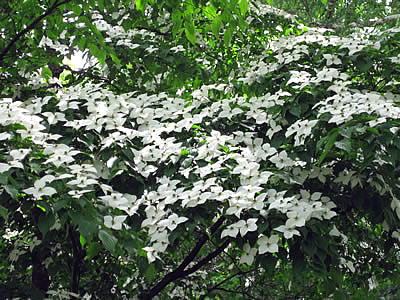 7月2日定例ウォーキング