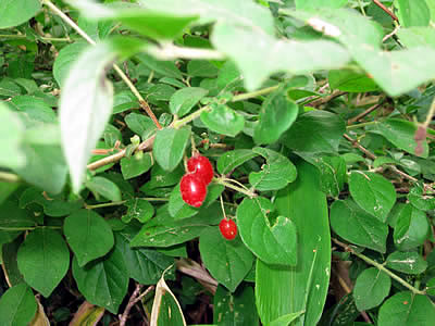 7月2日定例ウォーキング