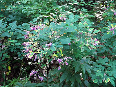 8月6日定例ウォーキング