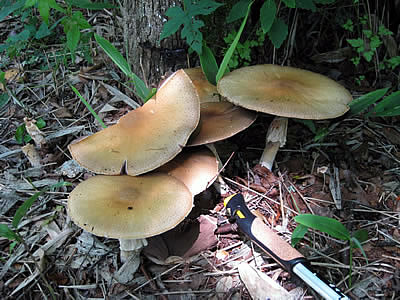 8月6日定例ウォーキング