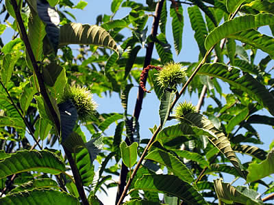 8月6日定例ウォーキング