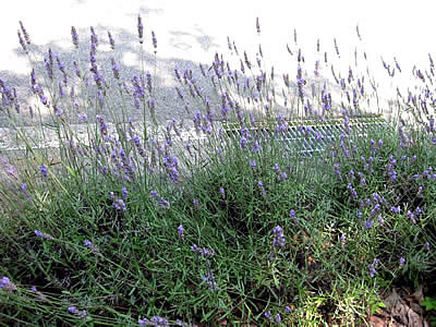 8月6日定例ウォーキング