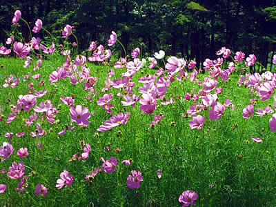 9月3日定例ウォーキング