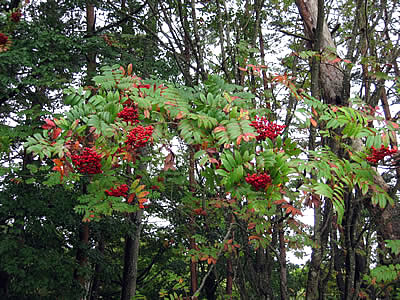 10月1日定例ウォーキング