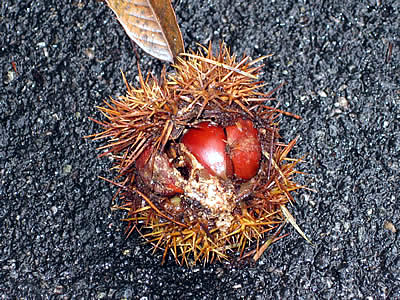 10月1日定例ウォーキング