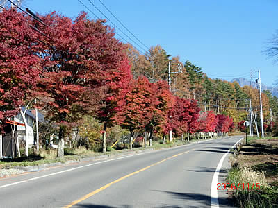 11月5日定例ウォーキング