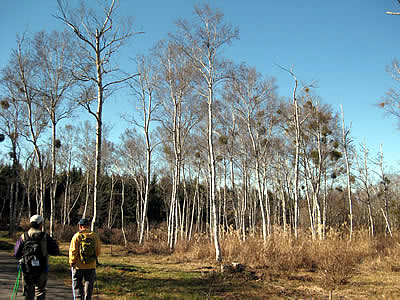 12月3日定例ウォーキング