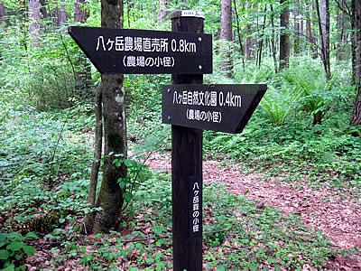 6月3日定例ウォーキング