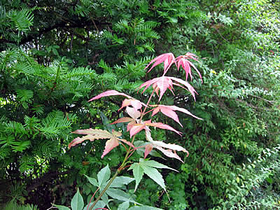 9月2日定例ウォーキング