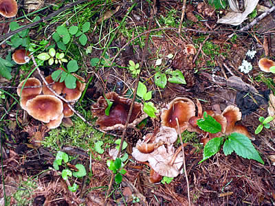 9月2日定例ウォーキング