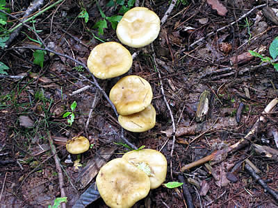 9月2日定例ウォーキング