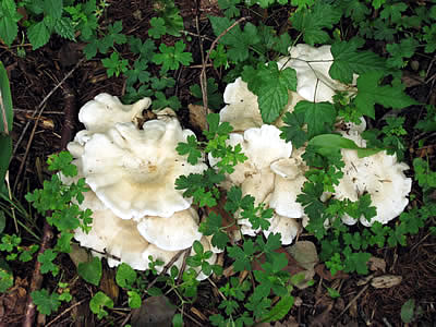 9月2日定例ウォーキング