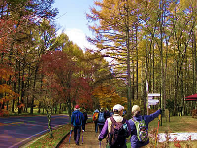 11月4日定例ウォーキング