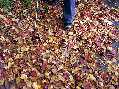 11月4日定例ウォーキング