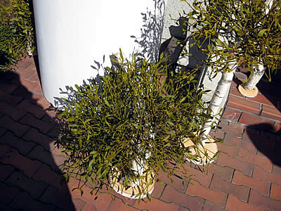 3月3日定例ウォーキング