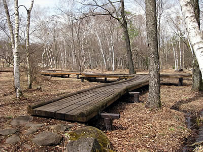 4月7日定例ウォーキング