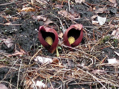 4月7日定例ウォーキング