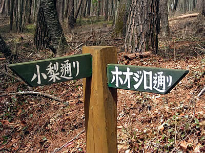 4月7日定例ウォーキング