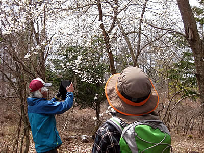 4月7日定例ウォーキング