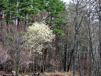 4月7日定例ウォーキング