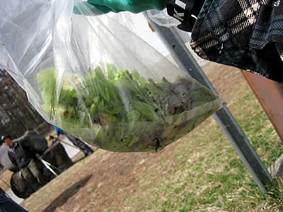 4月7日定例ウォーキング