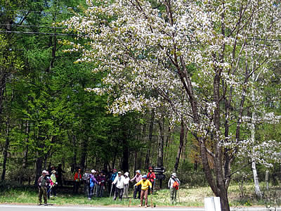 5月5日定例ウォーキング