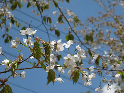 5月5日定例ウォーキング
