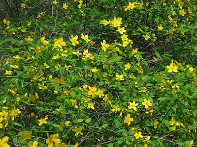 5月5日定例ウォーキング