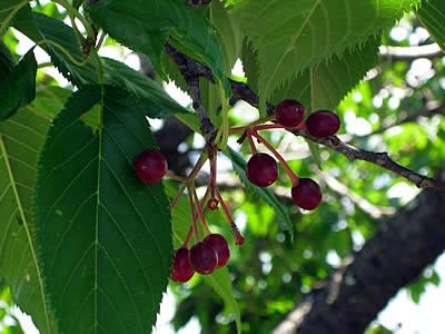 6月2日定例ウォーキング