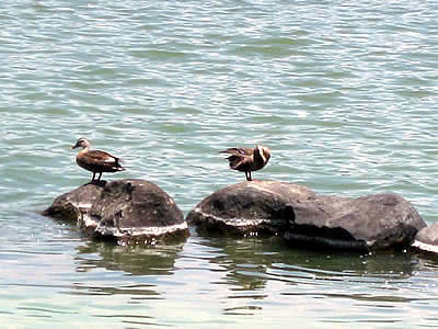 6月2日定例ウォーキング